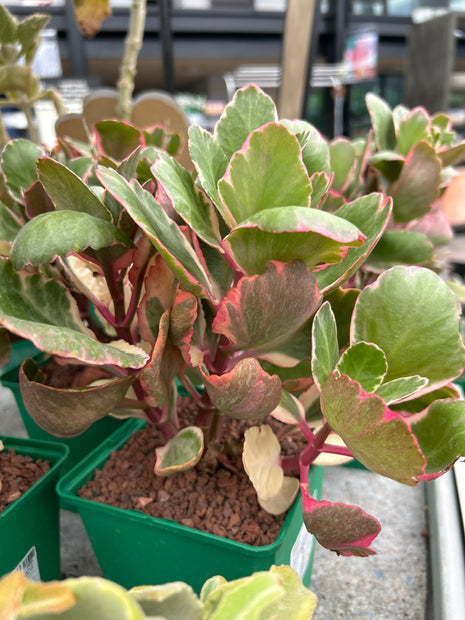 Kalanchoe fedtschenkoi f. variegata