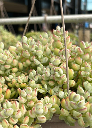Cotyledon pendens