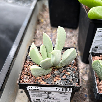 Juttadinteria simpsonii