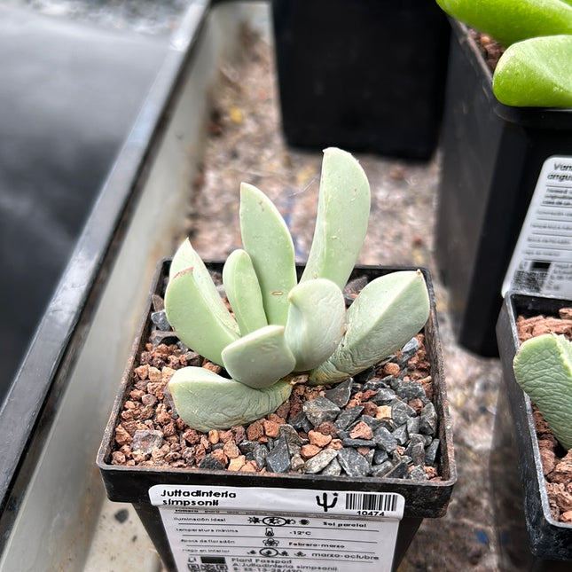 Juttadinteria simpsonii