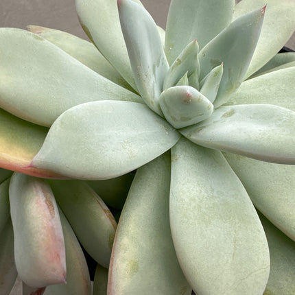 Echeveria colorata  'Mexican Giant' | La gigante de Plata y carmín