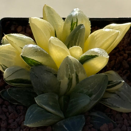 Haworthia retusa mutica f. variegata
