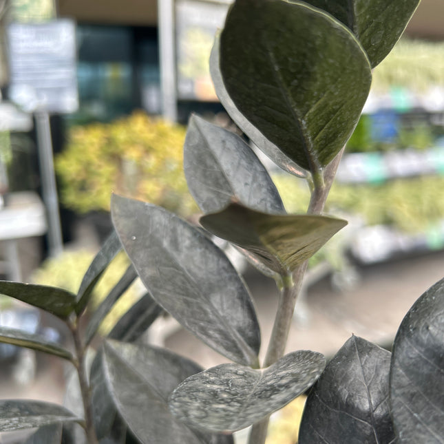 Zamioculca zamiifolia ‘Raven’