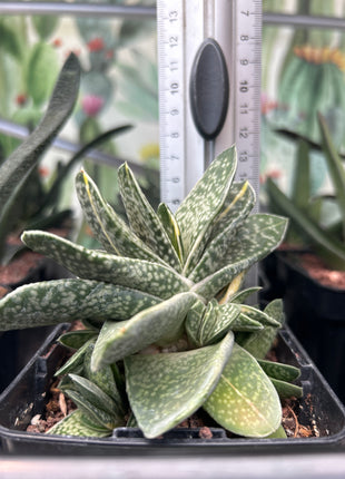 Gasteria baylissiana f. variegate