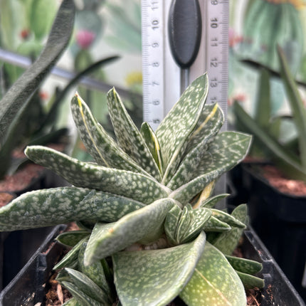 Gasteria baylissiana f. variegate