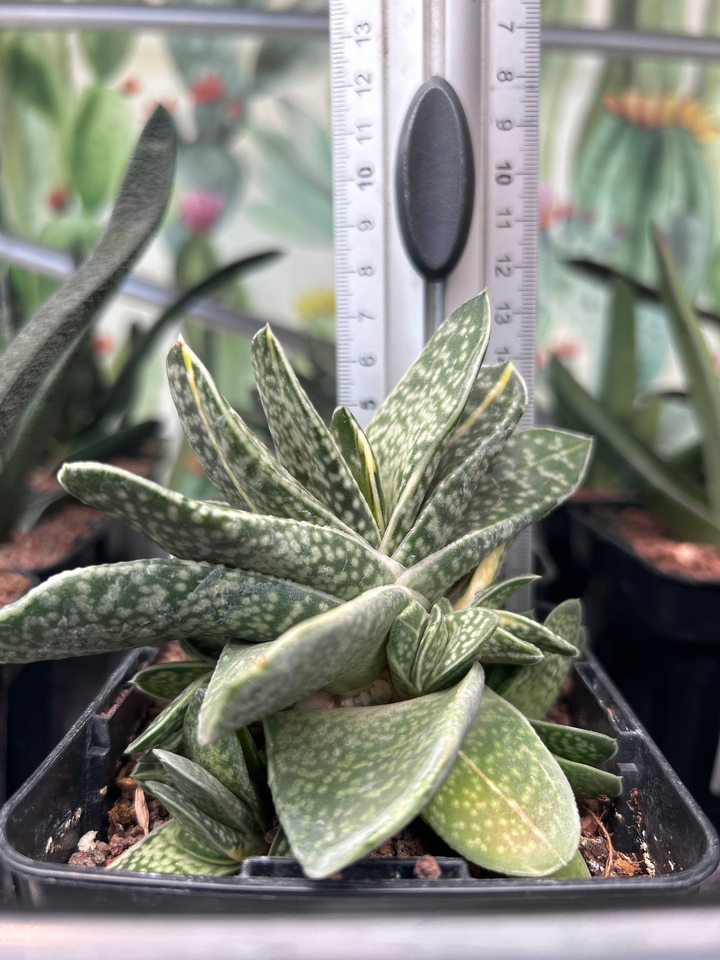 Gasteria baylissiana f. variieren