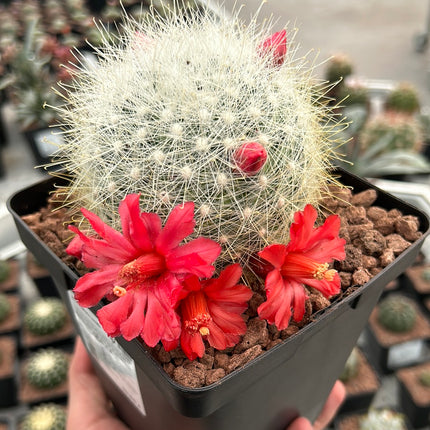 Mammillaria senilis