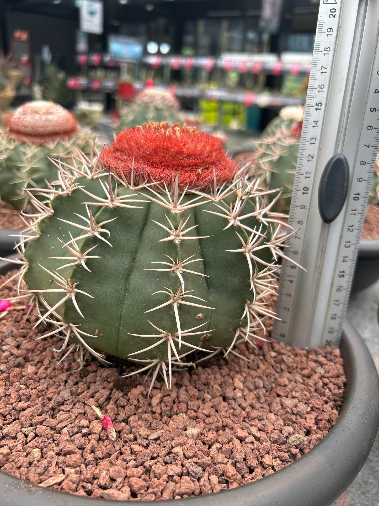 Melocactus bahiensis