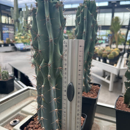 Cereus peruvianus var. monstruosa (Clon 2)