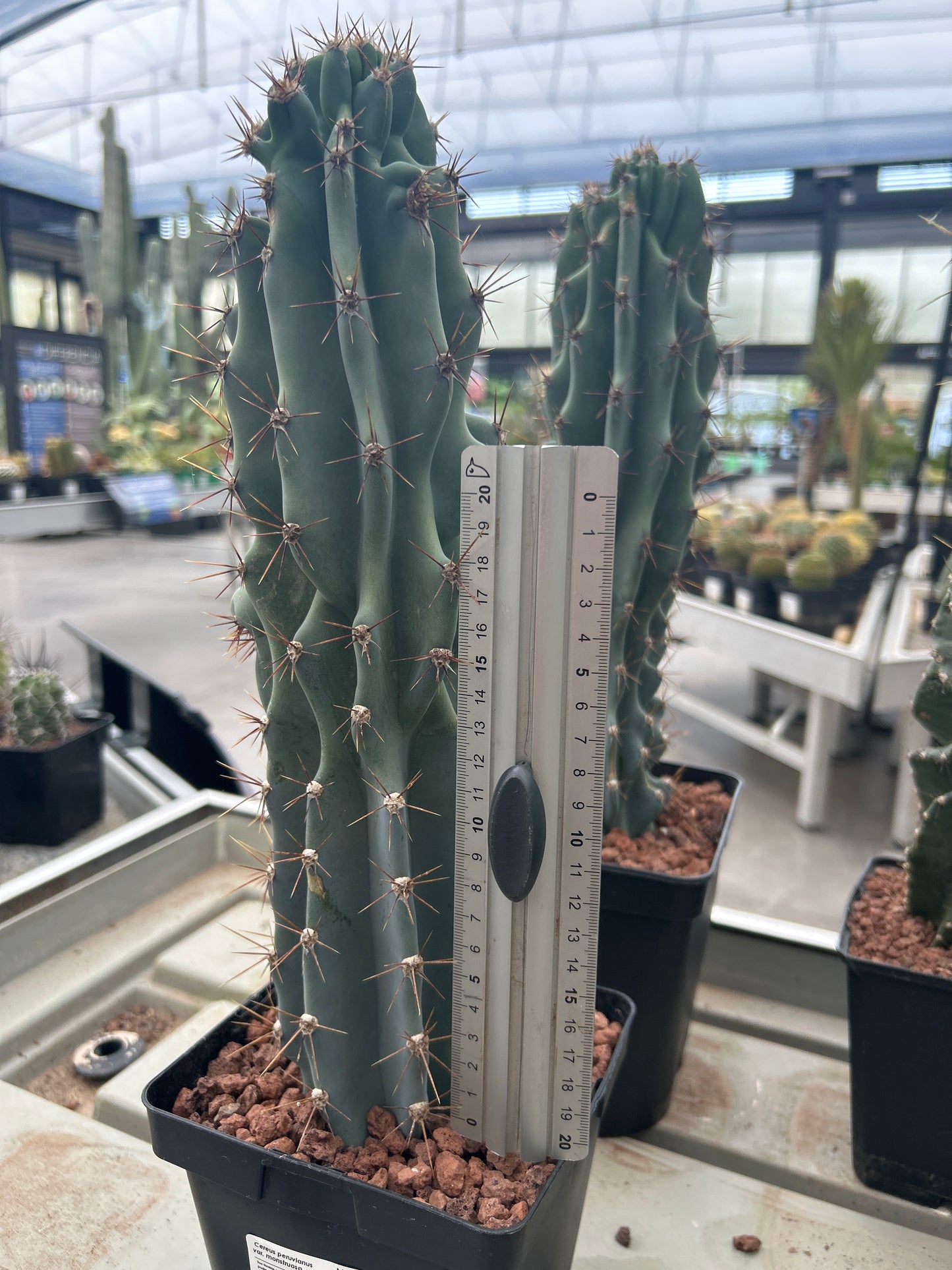 Cereus peruvianus var. monströs (Klon 2)