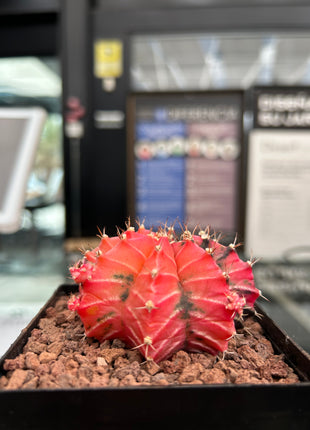 Gymnocalycium mihanovichii ‘Hibotan-nishikii’