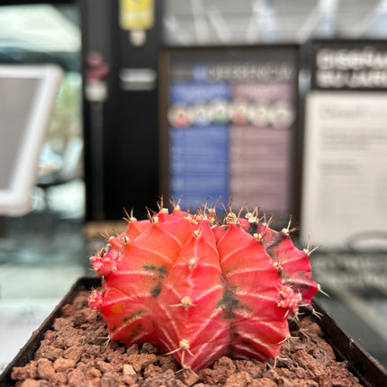 Gymnocalycium mihanovichii cv. 'Hibotan-nishikii'
