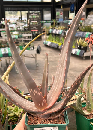 Aloe paradisicum