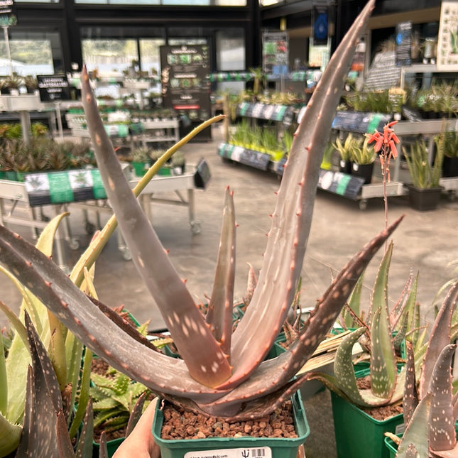 Aloe paradisicum