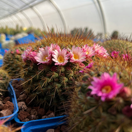 Mammillaria ginsa maru