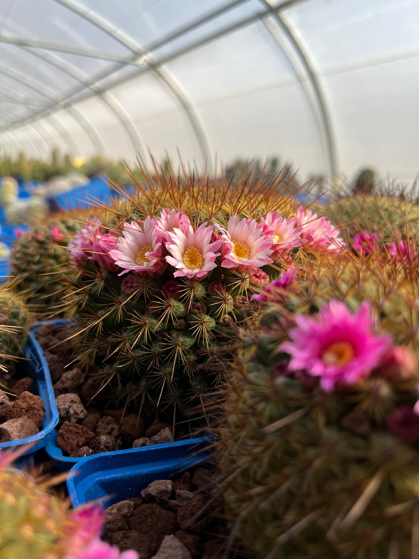 Mammillaria ginsa maru