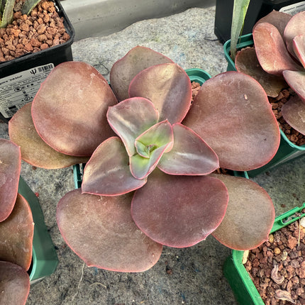 Echeveria 'Saigon'