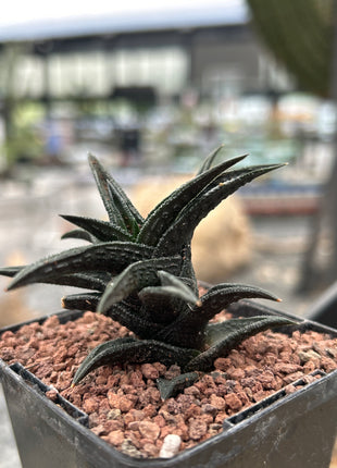 Haworthiopsis nigra var. bredasdorp