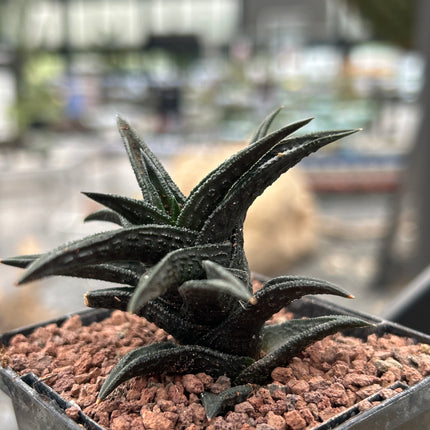 Haworthiopsis nigra var. bredasdorp