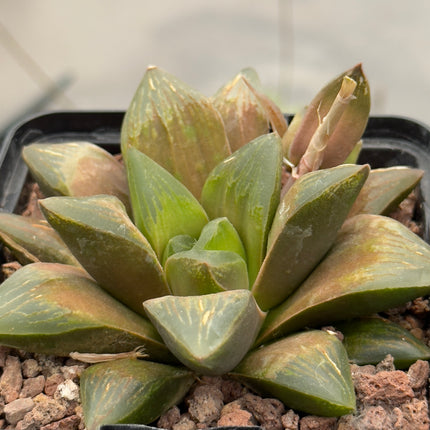Haworthia ‘Rusty Flare’