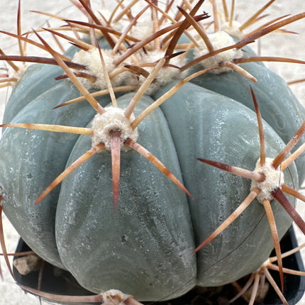 Echinocactus horizontalthalonius