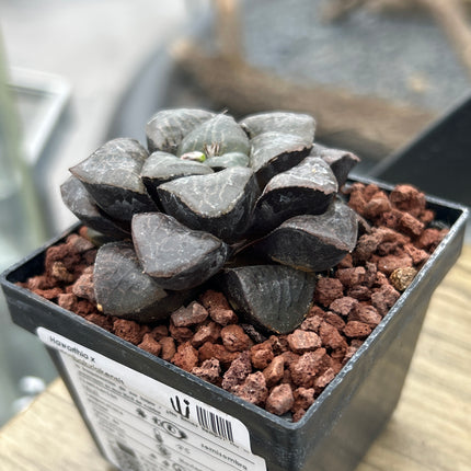 Haworthia 'Tropical Night'