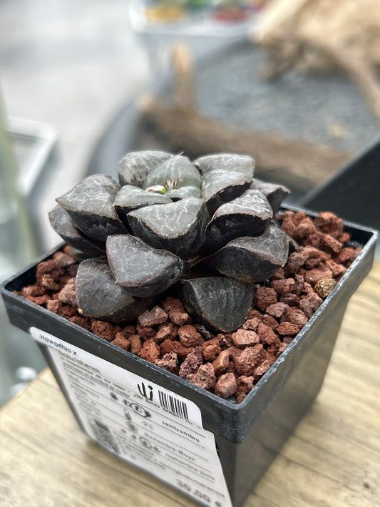 Haworthia x springbokvlakensis 'Tropical night'