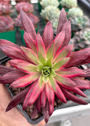 Aeonium 'Peacock' f. variegate