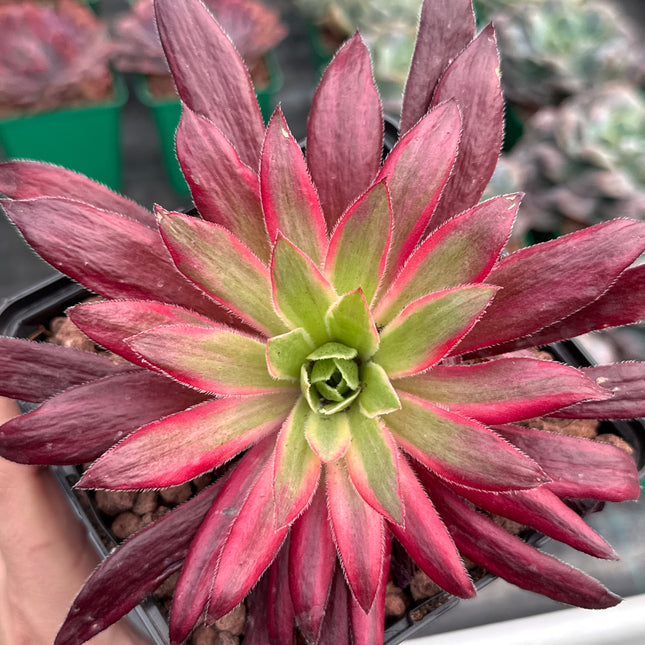 Aeonium ‘Peacock’ f. variegata