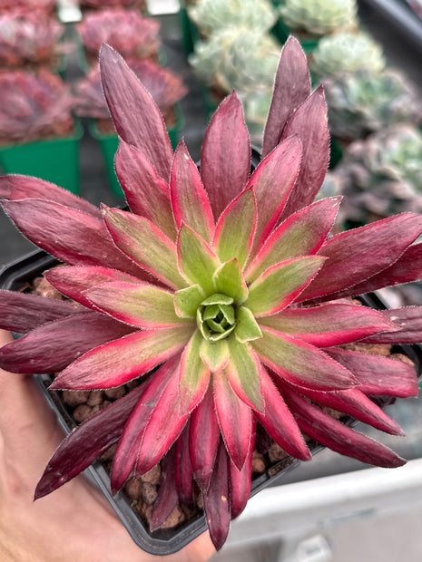 Aeonium 'Pfau'