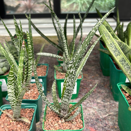 Gasteria Pulchra