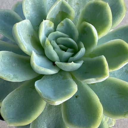 Echeveria 'Green Avalon'  | La rosa del Rey Arturo
