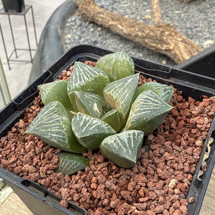 Haworthia retusa var. dekegani