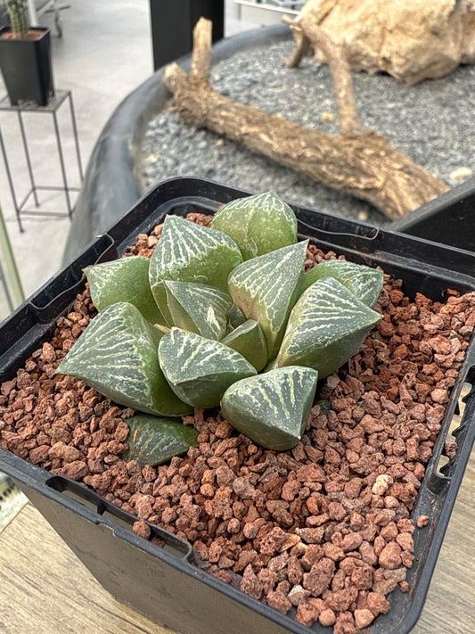 Haworthia retusa var. dekegunii