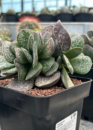 Adromischus maculatus