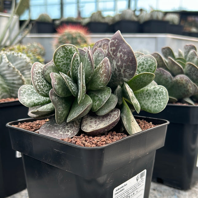 Adromischus maculatus