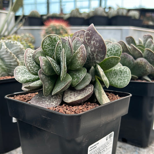 Adromischus maculatus