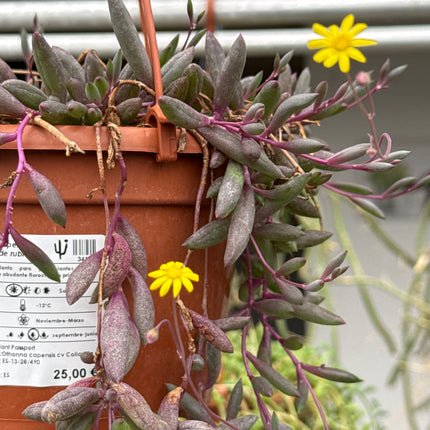 Othonna capensis ‘Collar de rubies’