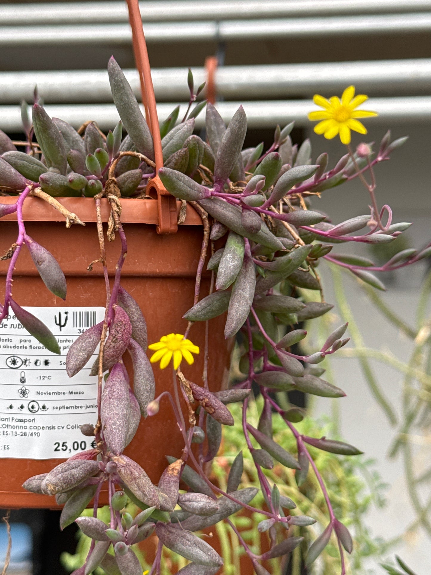 Othonna capensis ‘Collar de rubies’