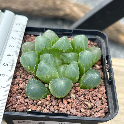 Haworthia 'Haze and ICY Window'