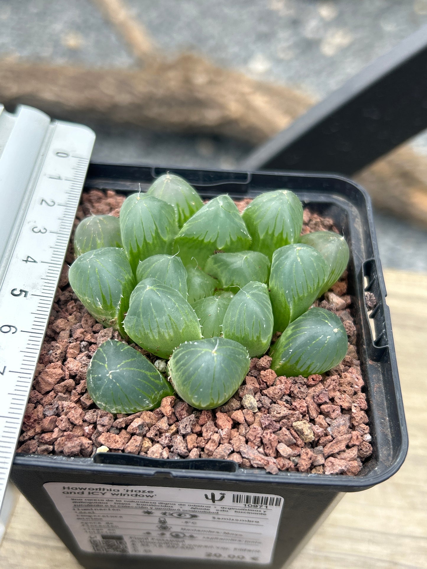 Haworthia „Haze and ICY Window“