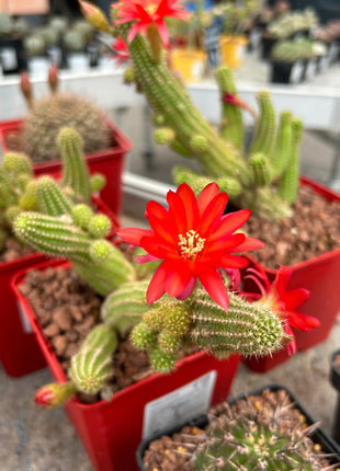 Lobivia silvestrii