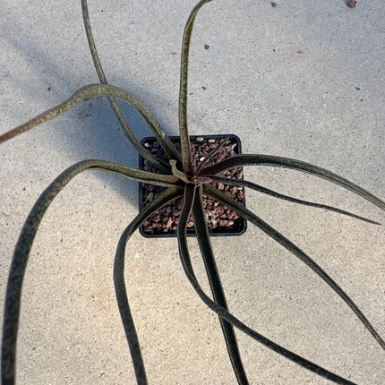 Aloe albiflora | Campainha-branca de Madagáscar