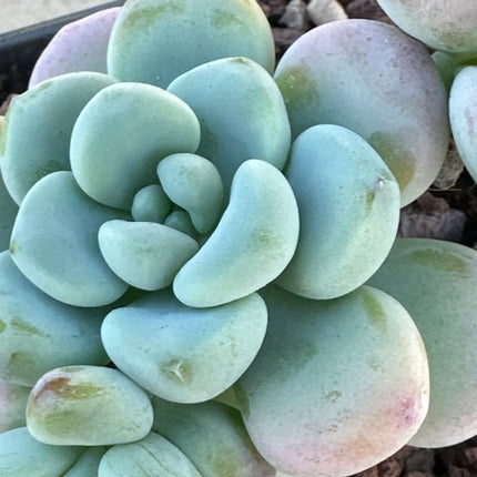 Graptopetalum amethystinum | Piedras de Amatista