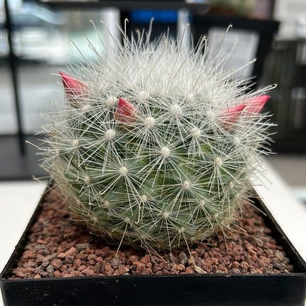 Mammillaria senilis