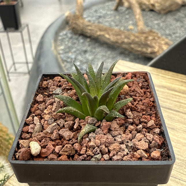 Haworthia parskiana var. parskiana