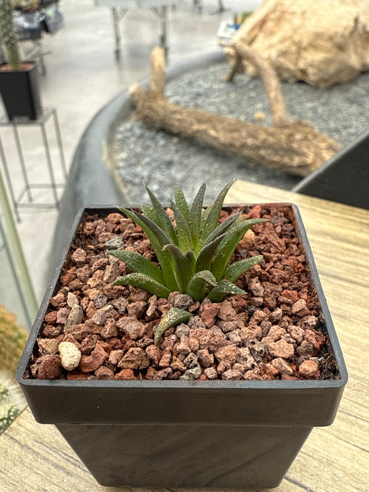 Haworthia parskiana var. parskiana