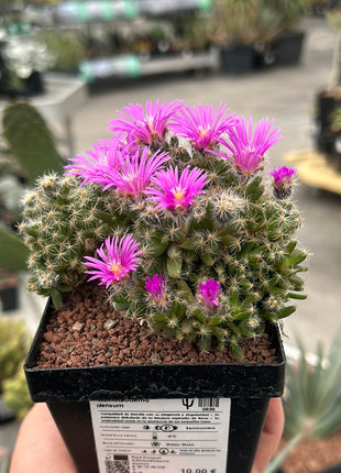 Trichodiadema densum