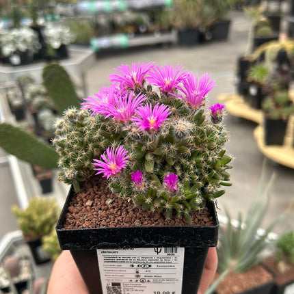 Trichodiadema densum