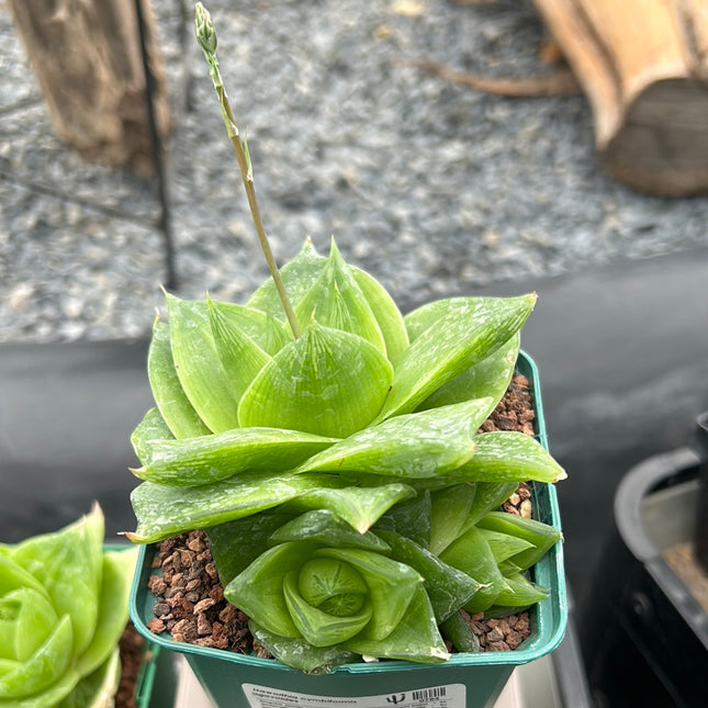 Haworthia 'Planifolia'